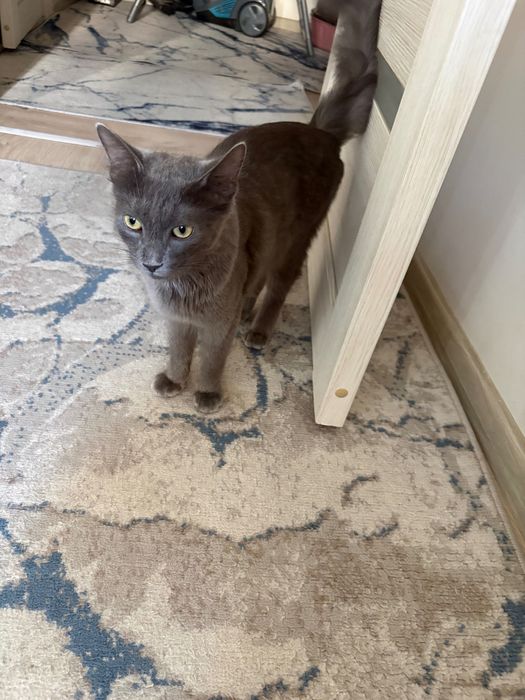 Котенок кошка ….