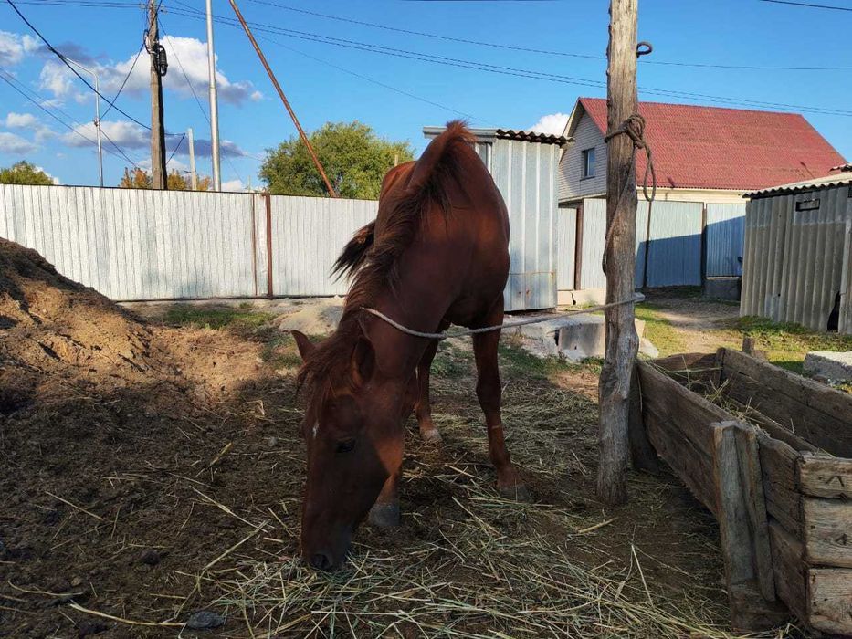 Конь 3 года, Жеребец.