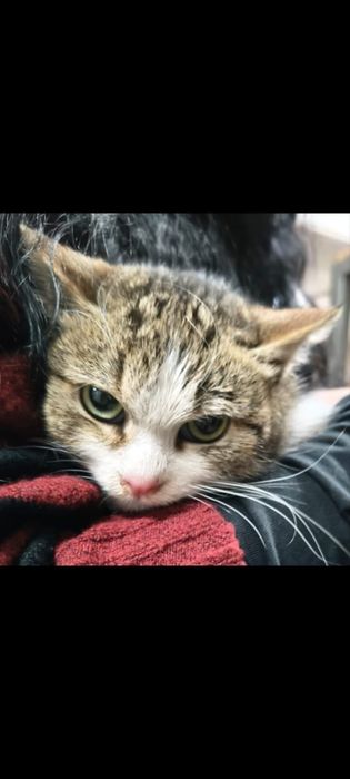 Ищем дом для особенной кошечки