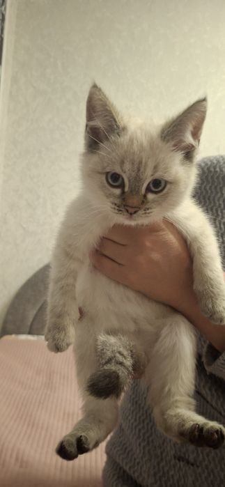 Котята одам срочно в добрые руки