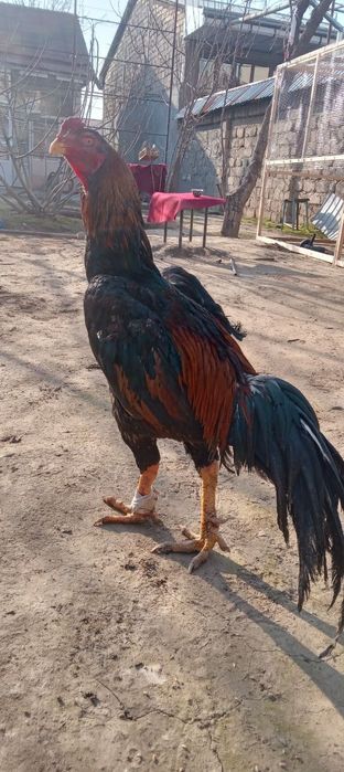 Dakan xoroz sotiladi