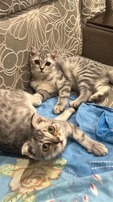 Срочно продам котят
