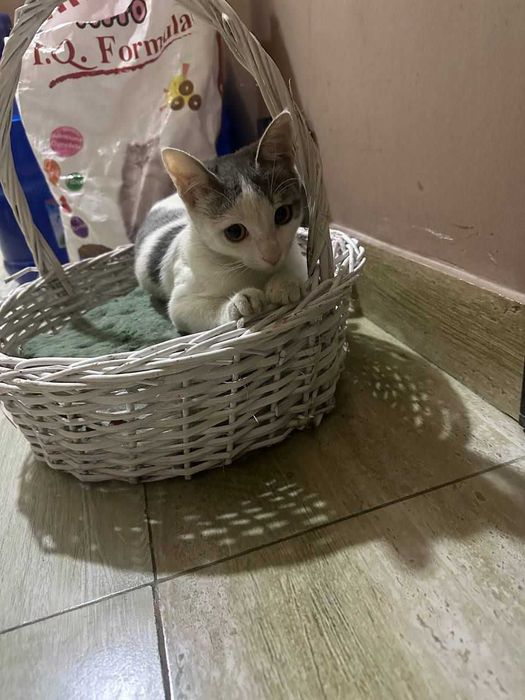 Отдам котенка бесплатно