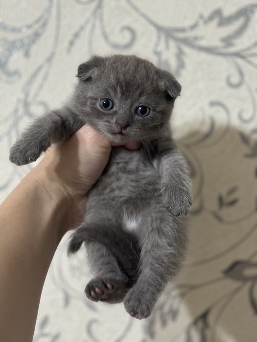 продам котят шотландцы