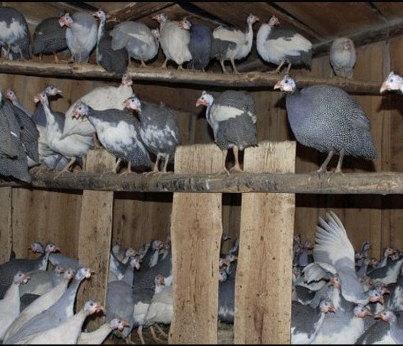 Яйцо цесарки 500