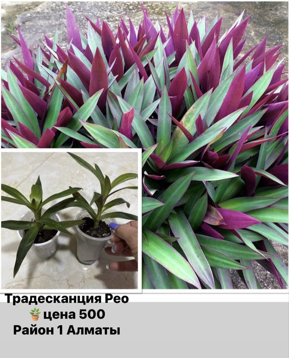 Продам суккуленты