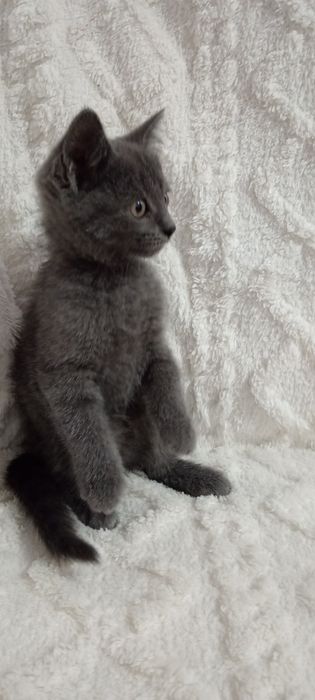 Милая кошечка. Отдадим в добрые ручки.