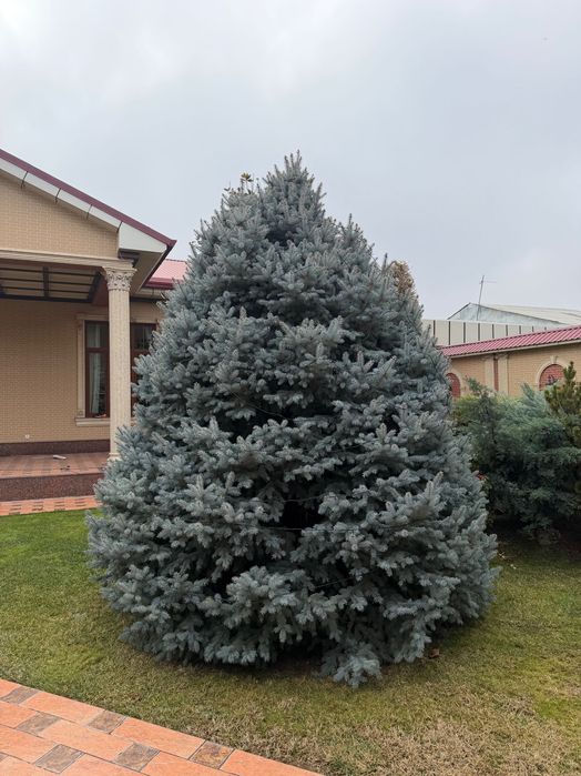 Продаются голубые ели