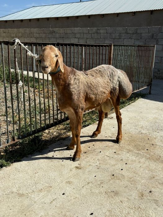 Арашан қошқар сатылады