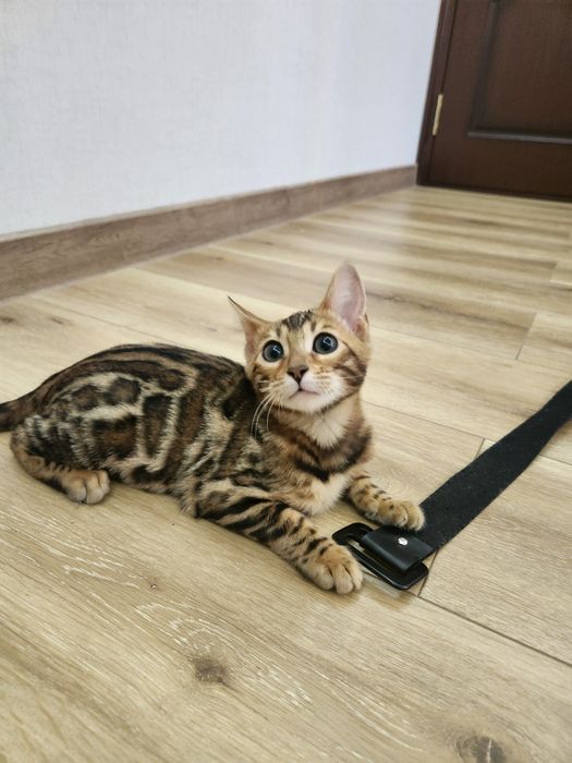 Bengal mushuk bolasi