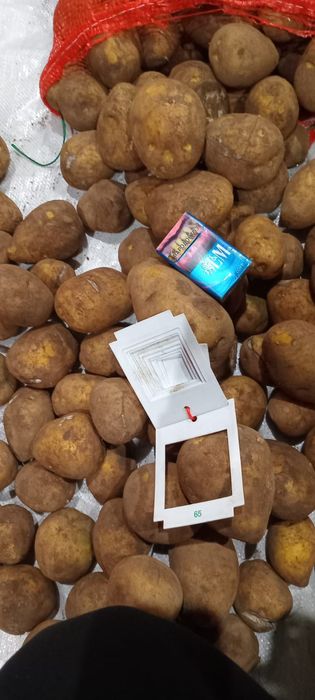 Картошка едовая сорт Гала