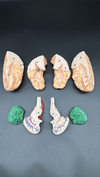 Anotomik mulyaj maket model.Анотомические муляжи макеты модели