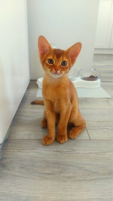 Абиссинские котята