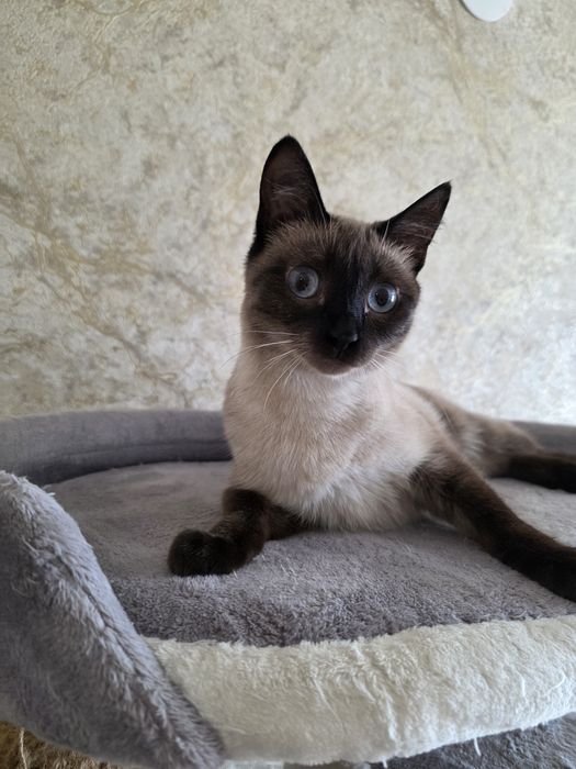 Кошечка ищет дом