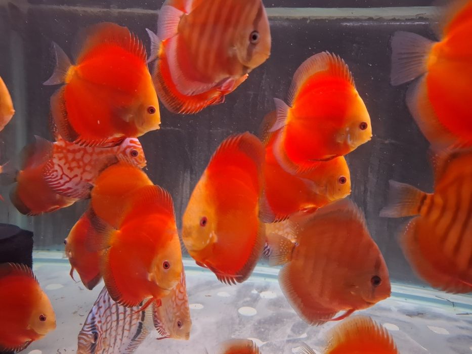 Crescatoria de discusi "Discusmaniac" Onesti