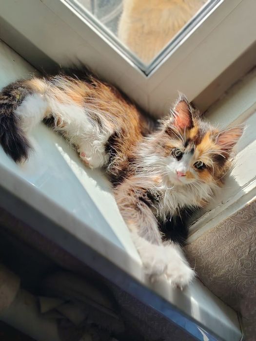 Мейн Кун девочка, королевская порода