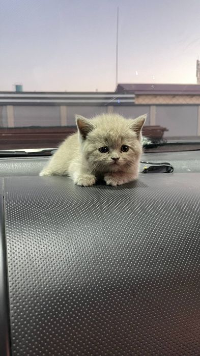 Британский мушукча