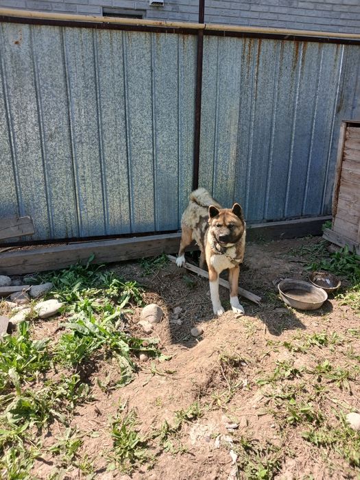 Американская акита