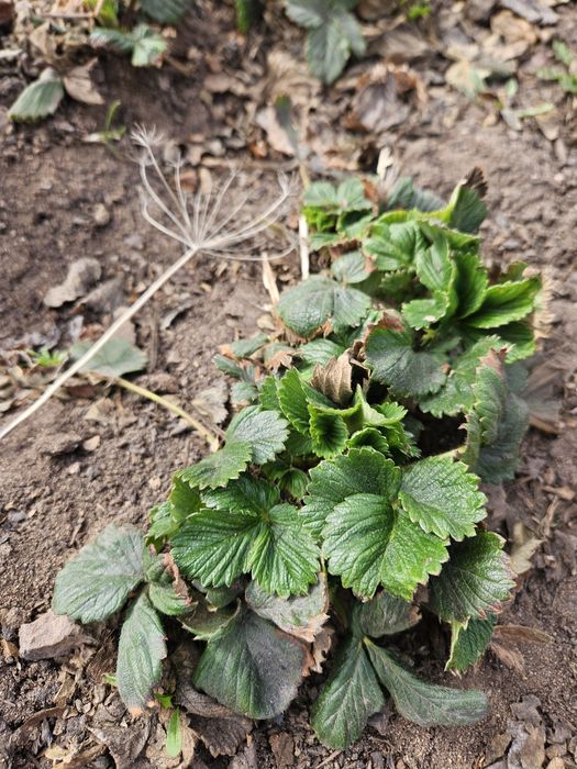 Продаются саженцы