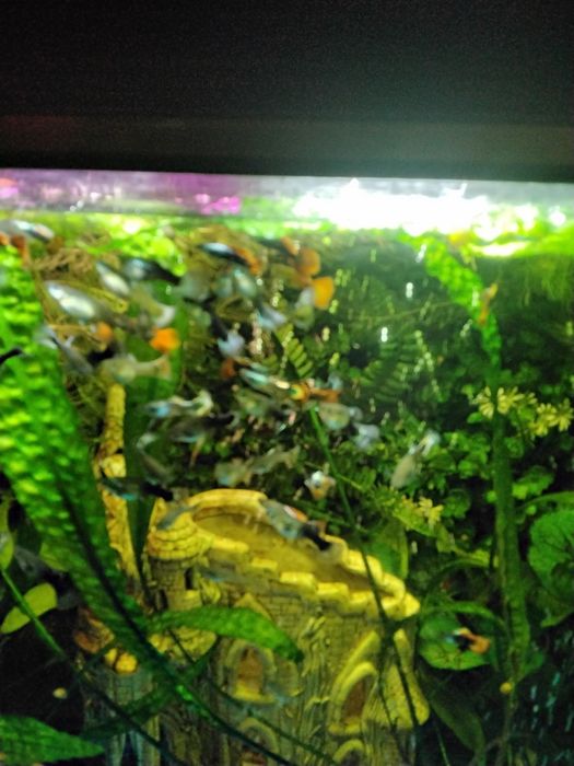 Аквариумные рыбки