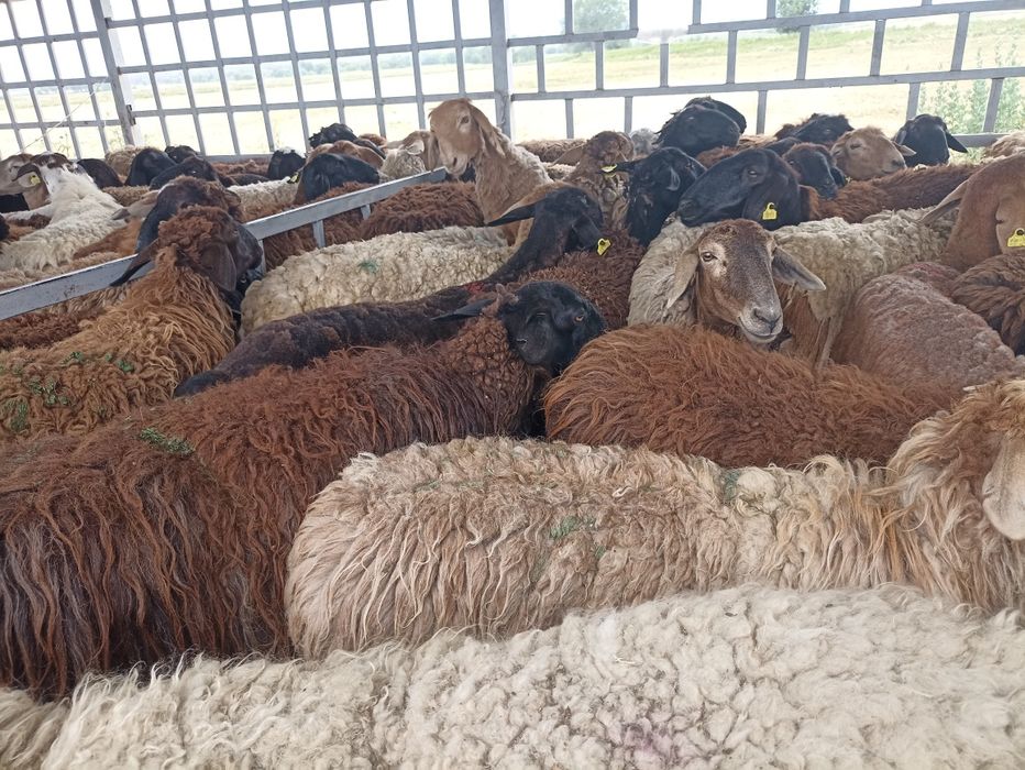 Кой,қой,токты,сек