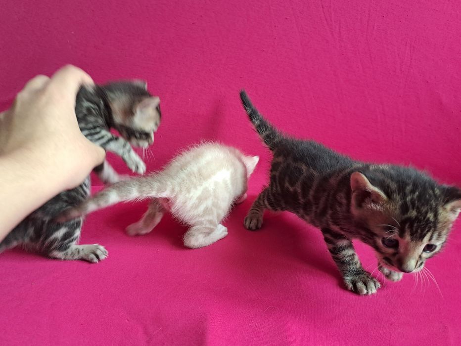 Бенгальский котёнок | ПРЕМИУМ класс