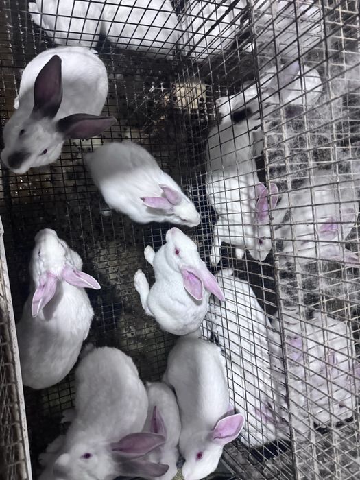 Sifatli Hikol quyonlari – nasl va boqish uchun