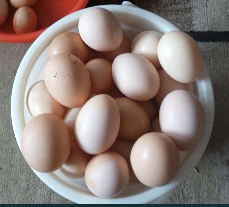 Xonadonda boqilgan tovuq tuxumi