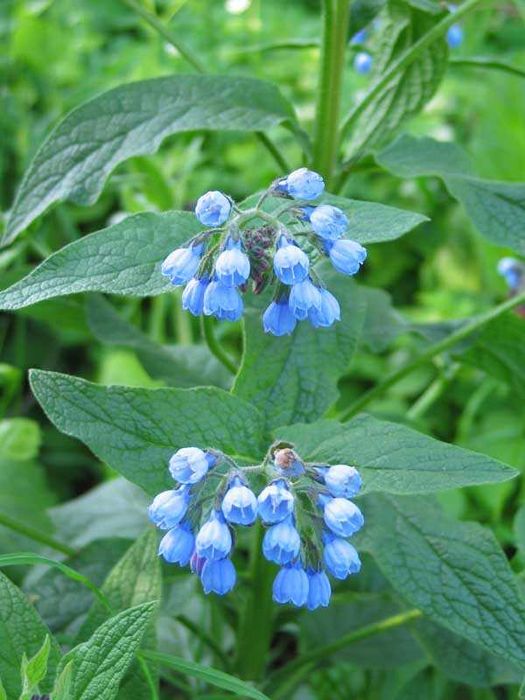 Саженцы ,многолетние цветы