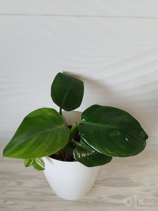 Feladendron Green Prinses