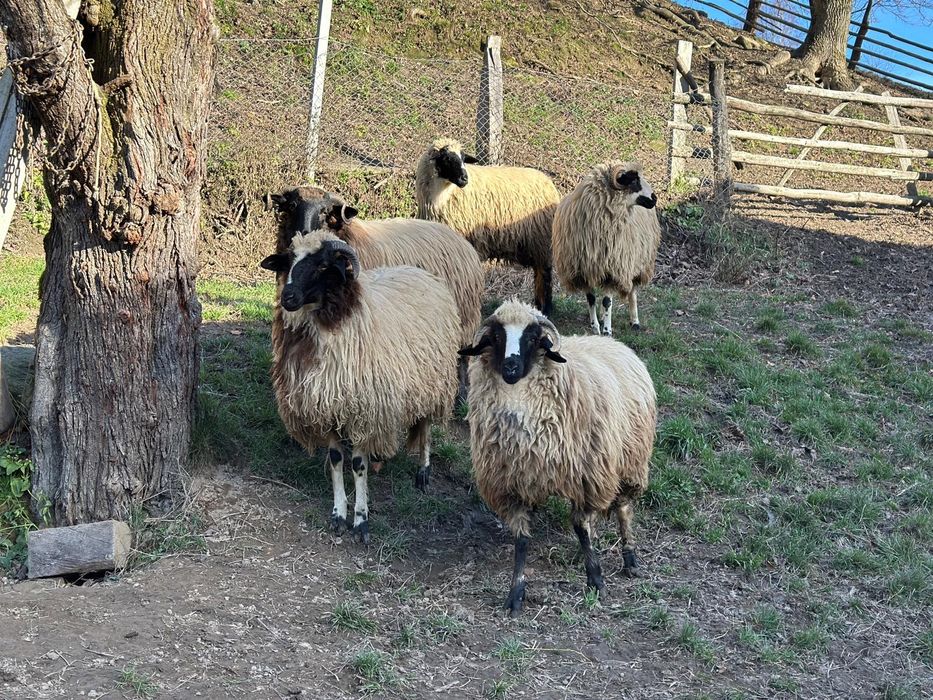 5 noatine de vanzare 1000 lei