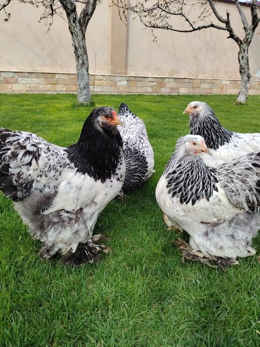 Жужа ва тухумлари