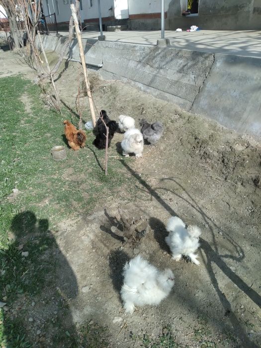 Шолк товуклари тухумлари сотилади