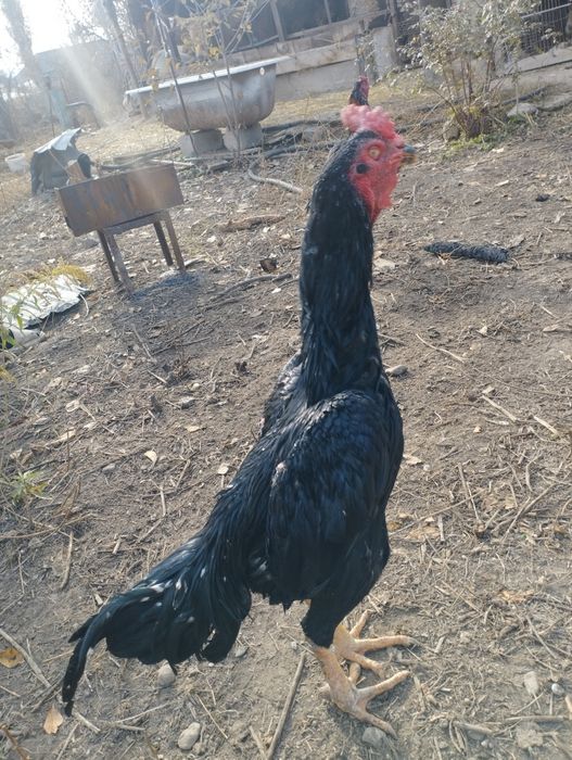 Чолпан дакан 2 года