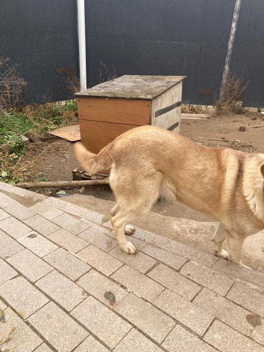 Отдам даром в хорошие руки