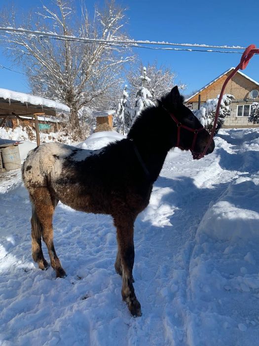 Тай   10айлык полукровка