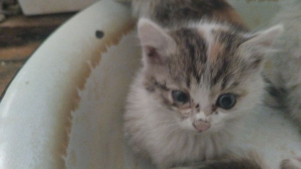 СРОЧНО отдам котят