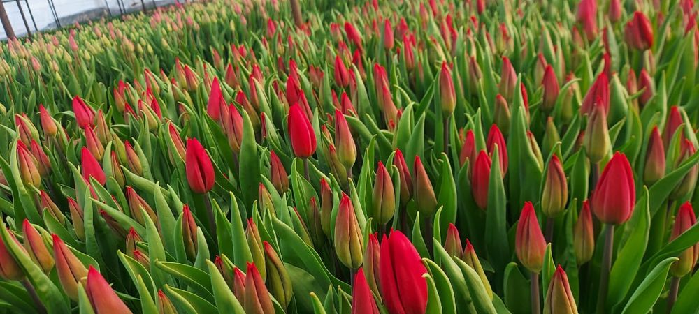 БРОНЬ Тюльпаны на 8 марта