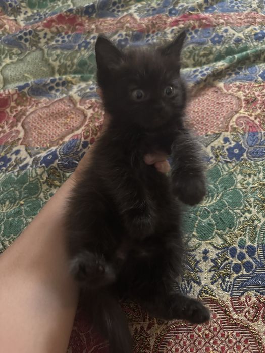 Котенок ищет дом! Мальчик
