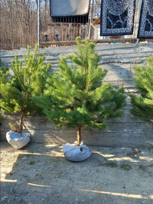 Plante ornamentale calitate premium