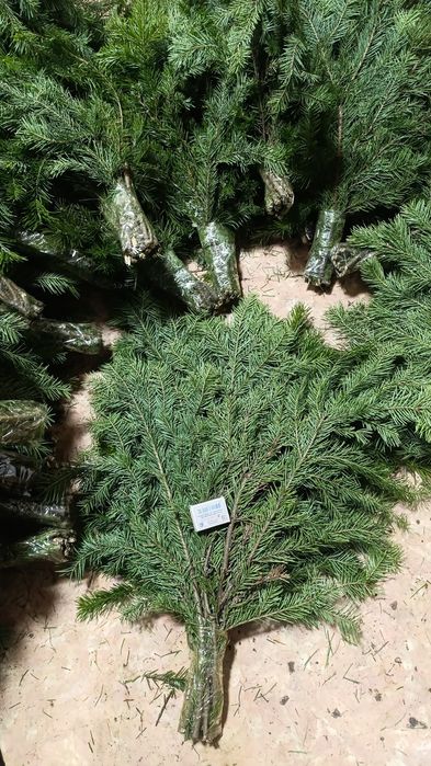 Пихтовые веники крупные