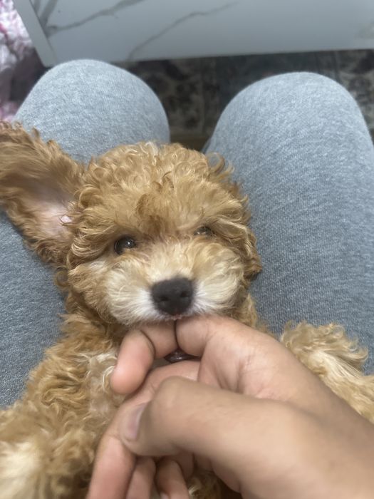 Пудел каралевский.