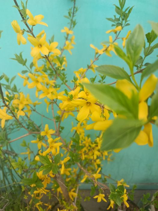 Кустарники разные