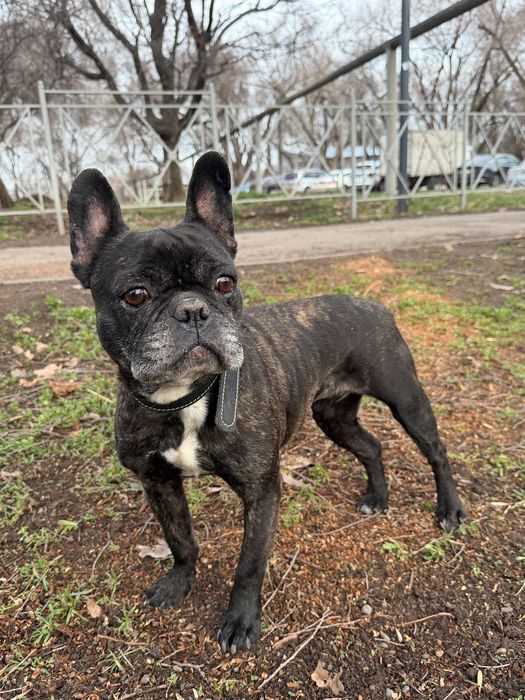 Француженка,красотка Джерри!