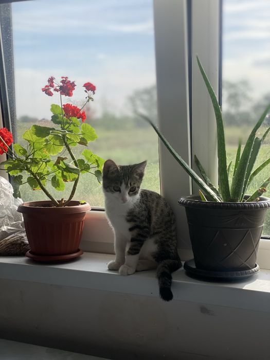 Отдам котика в хорошые руки