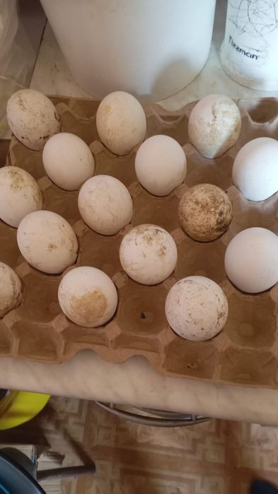 Продам гусей гуси