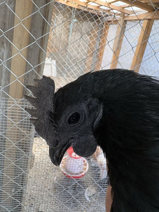 Cocos Ayam Cemani