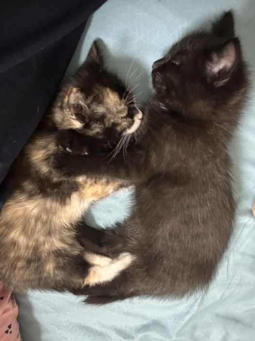 Продаются 2 кота