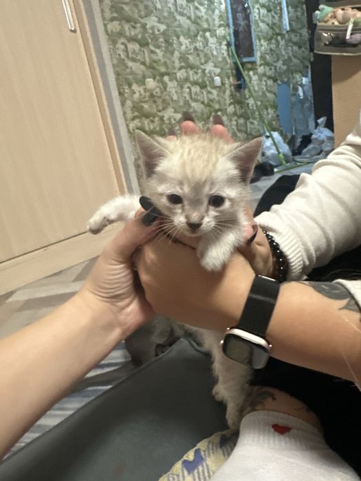 Отдам котят бесплатно
