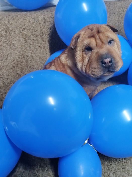 Щенки шарпеи чистокровные